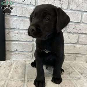 Black lab mix sales for sale